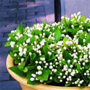 100+ Climbing Jasmine Flower Seeds Fragrant Plant for Planting Garden Home Four Seasons Evergreen Silver Jasmine Garden Balcony Climbing Flower Non-GMO