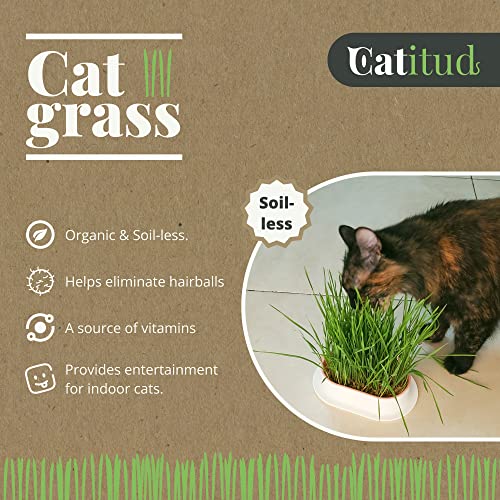 CATITUD | Cat Grass Growing Kit with 5 Packets HYDROPONIC Seeds | Cat Grass Kit Includes Pot with Non-Slip Base | Cat Grass for Indoor Cats with Planter, Best Gift for Cats