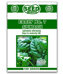 early no. 7 spinach seeds - 100 seeds non-gmo