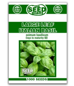 large leaf italian basil seeds - 1000 non-gmo seeds