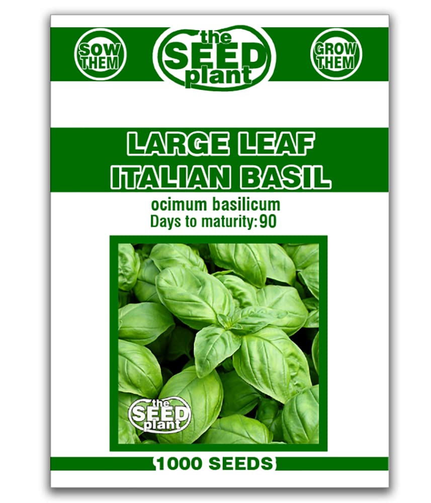 Large Leaf Italian Basil Seeds - 1000 Non-GMO Seeds