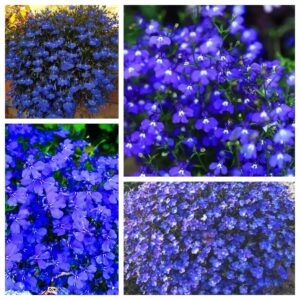 creeping thyme seeds for planting - 15000 heirloom non-gmo ground cover seeds