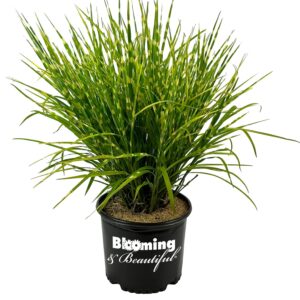 blooming & beautiful - porcupine maiden grass - ornamental grass - stiff spikey green quill-like foliage - horizontal golden stripes - zones 4-9 - miscanthus sinensis 'strictus' - 3 gallon pot