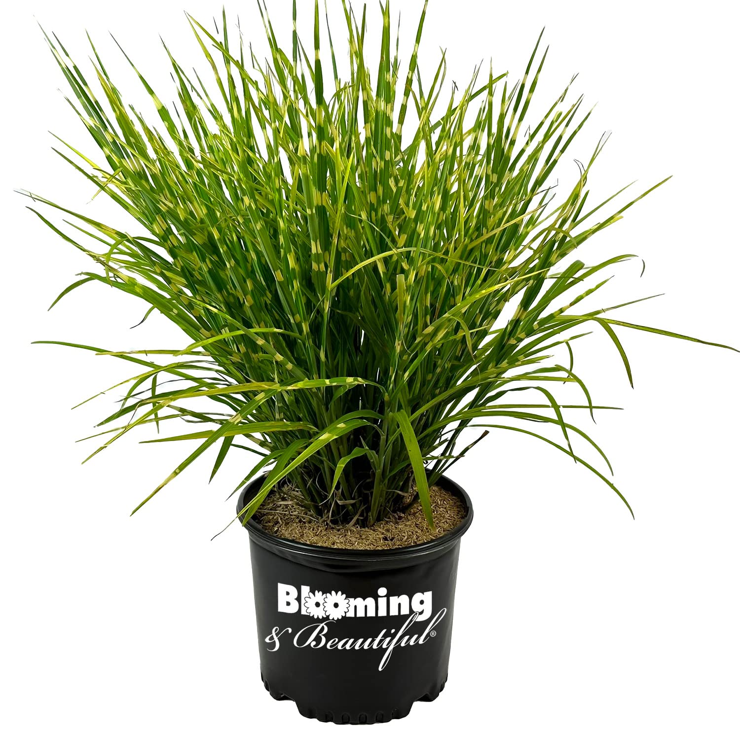 Blooming & Beautiful - Porcupine Maiden Grass - Ornamental Grass - Stiff Spikey Green Quill-Like Foliage - Horizontal Golden Stripes - Zones 4-9 - Miscanthus sinensis 'Strictus' - 3 Gallon Pot