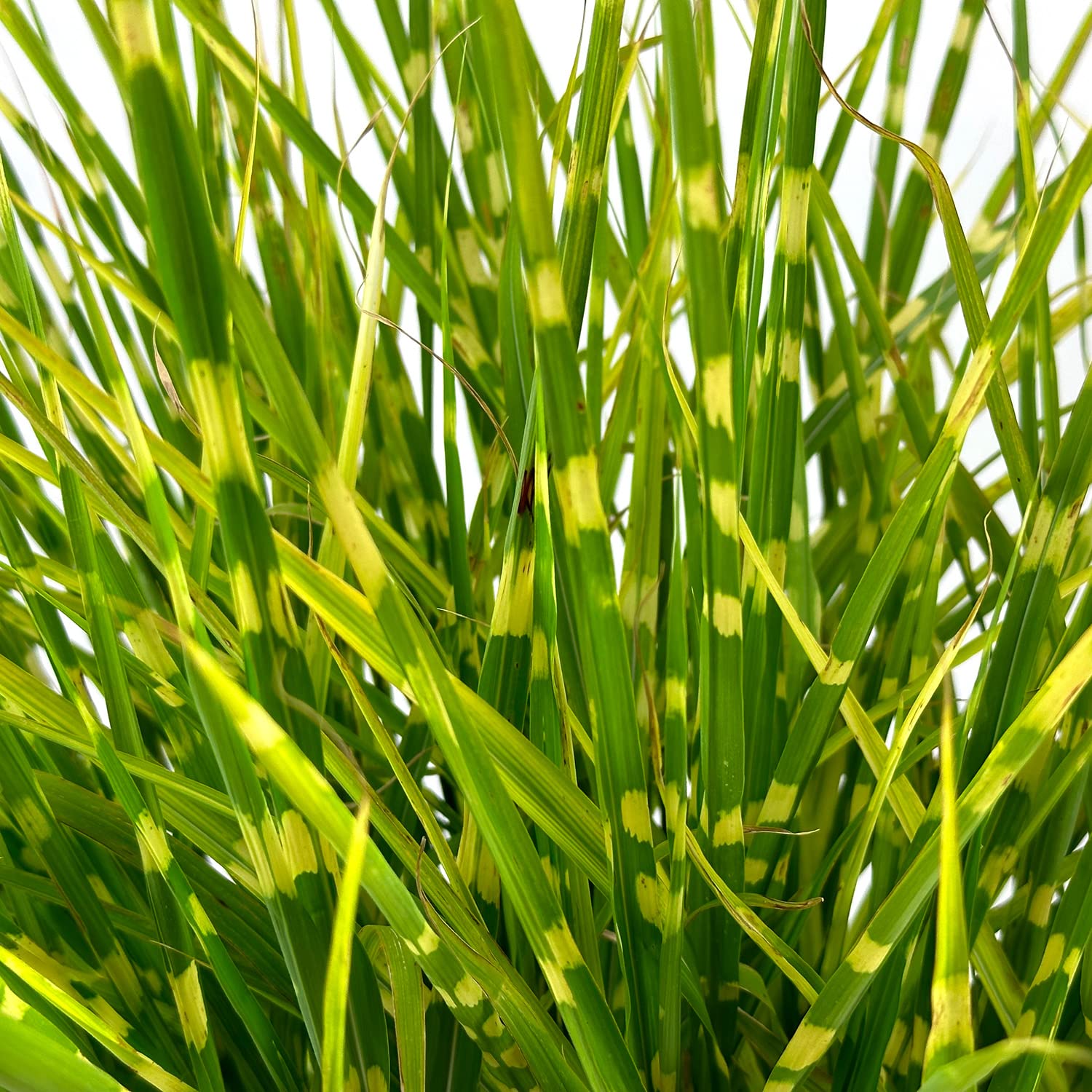 Blooming & Beautiful - Porcupine Maiden Grass - Ornamental Grass - Stiff Spikey Green Quill-Like Foliage - Horizontal Golden Stripes - Zones 4-9 - Miscanthus sinensis 'Strictus' - 3 Gallon Pot