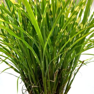 Blooming & Beautiful - Porcupine Maiden Grass - Ornamental Grass - Stiff Spikey Green Quill-Like Foliage - Horizontal Golden Stripes - Zones 4-9 - Miscanthus sinensis 'Strictus' - 3 Gallon Pot