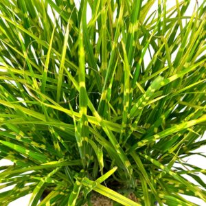 Blooming & Beautiful - Porcupine Maiden Grass - Ornamental Grass - Stiff Spikey Green Quill-Like Foliage - Horizontal Golden Stripes - Zones 4-9 - Miscanthus sinensis 'Strictus' - 3 Gallon Pot