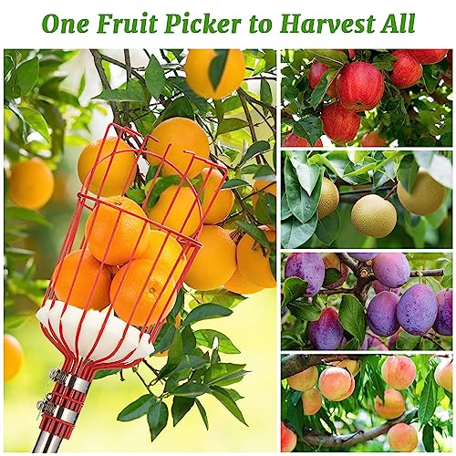 Fruit Picker, 10FT Long Handle Fruit Picker with Basket, Fruit Catcher Tool for Apple Mango Pear Orange Avocado Lemon Citrus Tree Picker