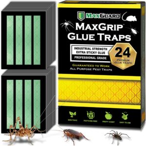 maxguard maxgrip glue traps (24 traps) non-toxic extra sticky glue board pre-baited with fruity scent attractant trap & kill insects, bugs, spiders, crickets, scorpions, cockroaches, centipedes, mice