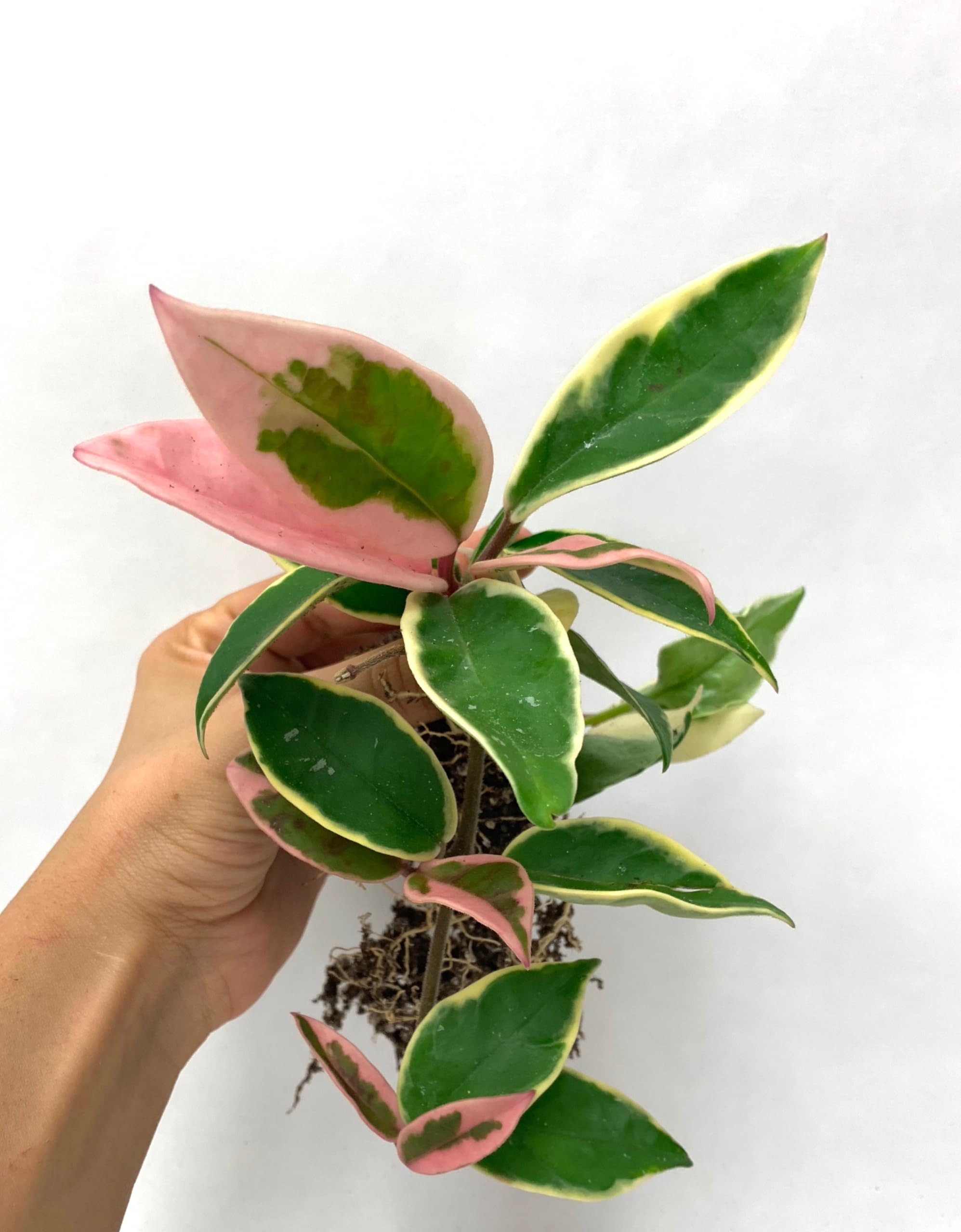 Tricolor Hoya Krimson Queen, Hoya Carnosa Variegata Tricolor Hoya Ships from CA (4" Pot)