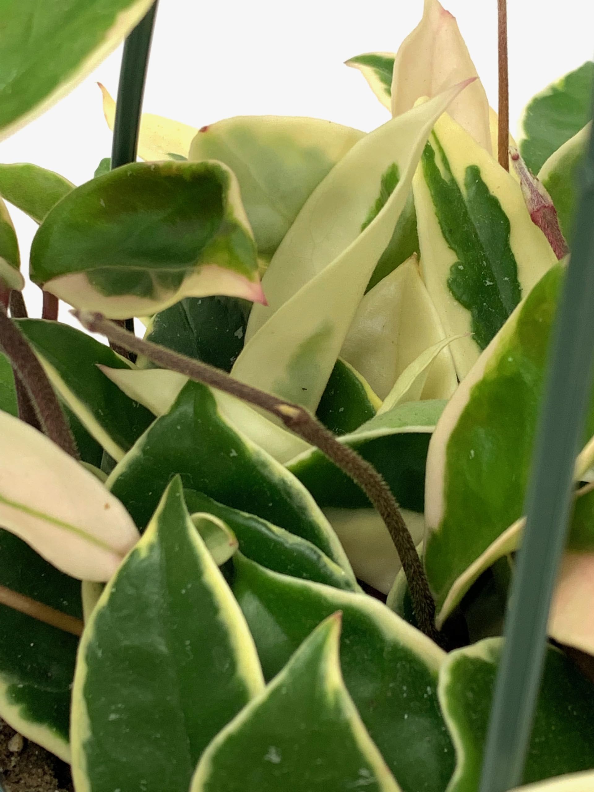 Tricolor Hoya Krimson Queen, Hoya Carnosa Variegata Tricolor Hoya Ships from CA (4" Pot)