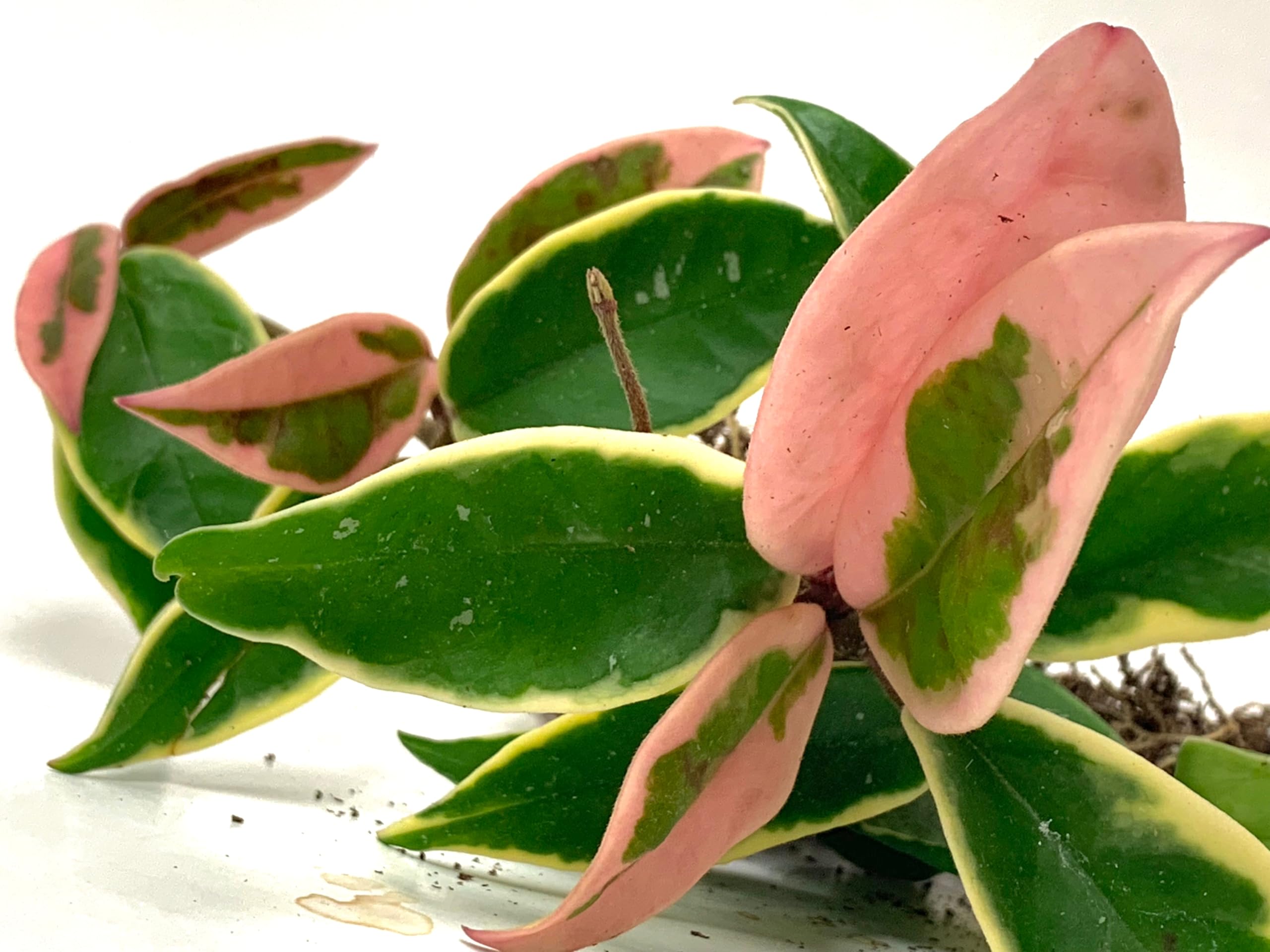 Tricolor Hoya Krimson Queen, Hoya Carnosa Variegata Tricolor Hoya Ships from CA (4" Pot)