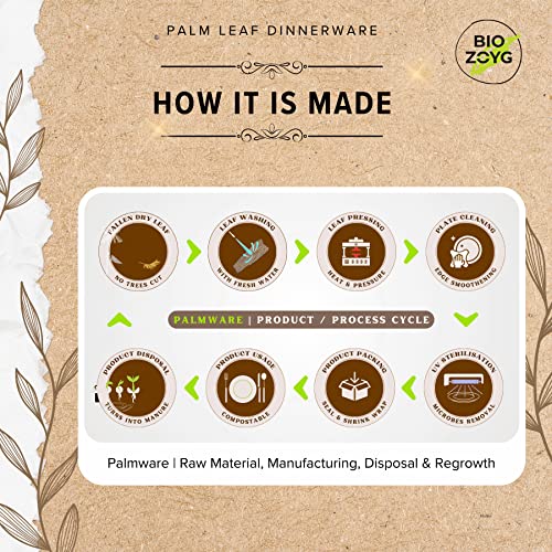 BIOZOYG | 9x6 inch Rectangle Shallow Tray 50 pcs | Disposable Trays for Party | Like Bamboo Tray| Palm leaf Serveware | Compostable Serveware | Picnic Party Serveware better than Paper Trays