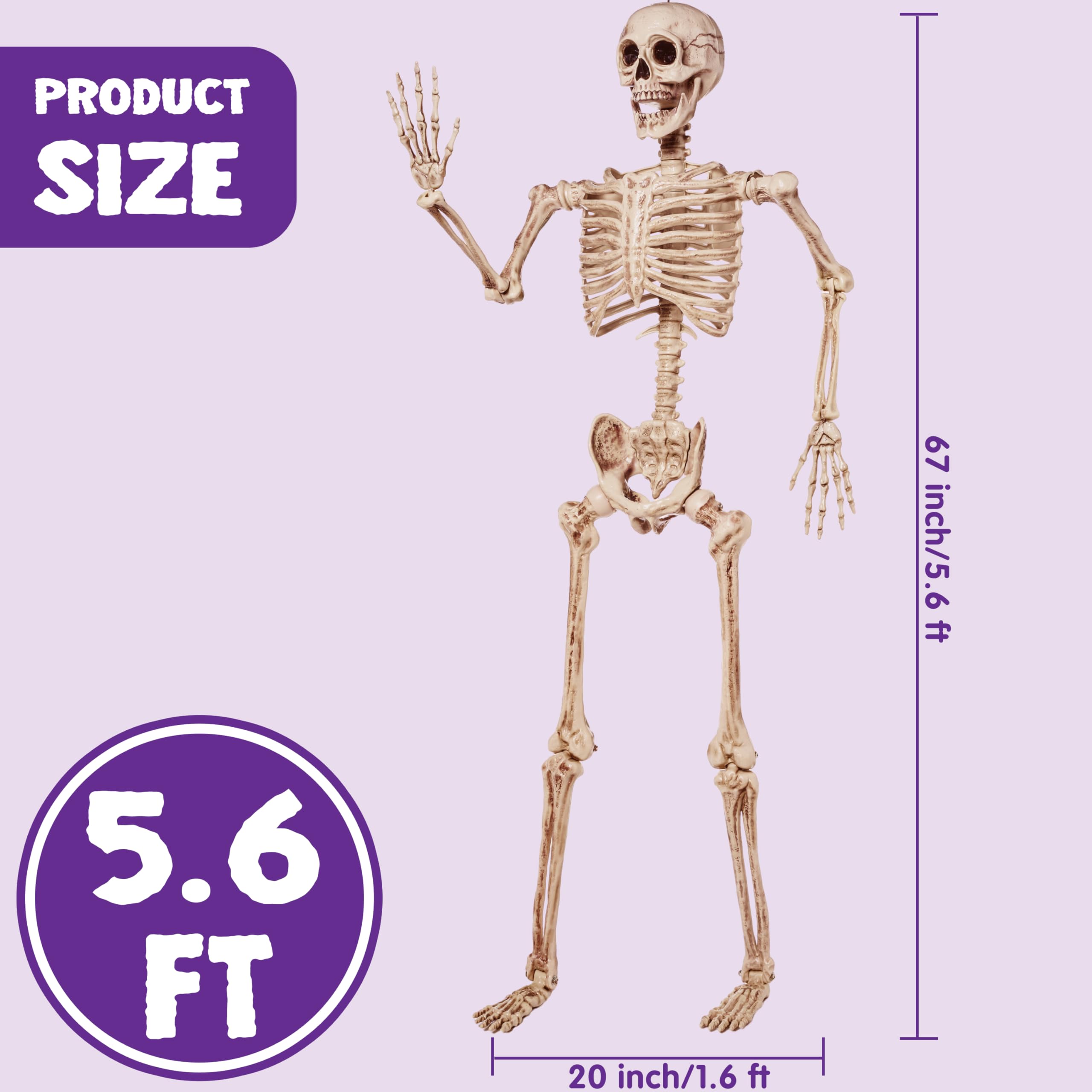 JOYIN 67 Inches Life Size Skeleton Full Body Realistic Human Bones with Posable Joints for Halloween Pose Skeleton Prop Decoration, Indoor and Outdoor Use