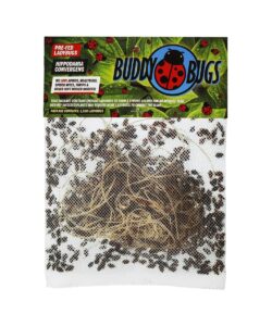 buddy bugs 1500 pre-fed live ladybugs for aphid control | hippodamia convergens | guaranteed live delivery