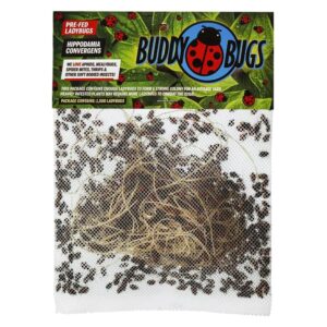 Buddy Bugs 1500 Pre-Fed Live Ladybugs for Aphid Control | Hippodamia Convergens | Guaranteed Live Delivery