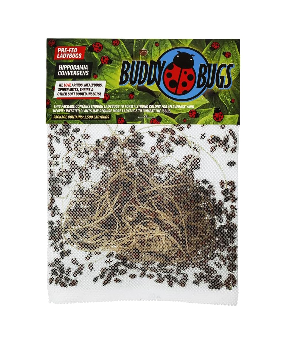 Buddy Bugs 1500 Pre-Fed Live Ladybugs for Aphid Control | Hippodamia Convergens | Guaranteed Live Delivery