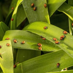 Buddy Bugs 1500 Pre-Fed Live Ladybugs for Aphid Control | Hippodamia Convergens | Guaranteed Live Delivery