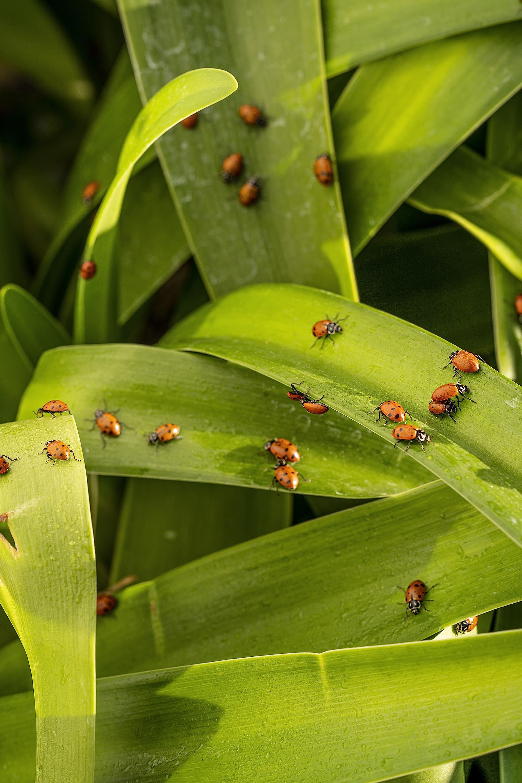 Buddy Bugs 1500 Pre-Fed Live Ladybugs for Aphid Control | Hippodamia Convergens | Guaranteed Live Delivery