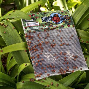 Buddy Bugs 1500 Pre-Fed Live Ladybugs for Aphid Control | Hippodamia Convergens | Guaranteed Live Delivery