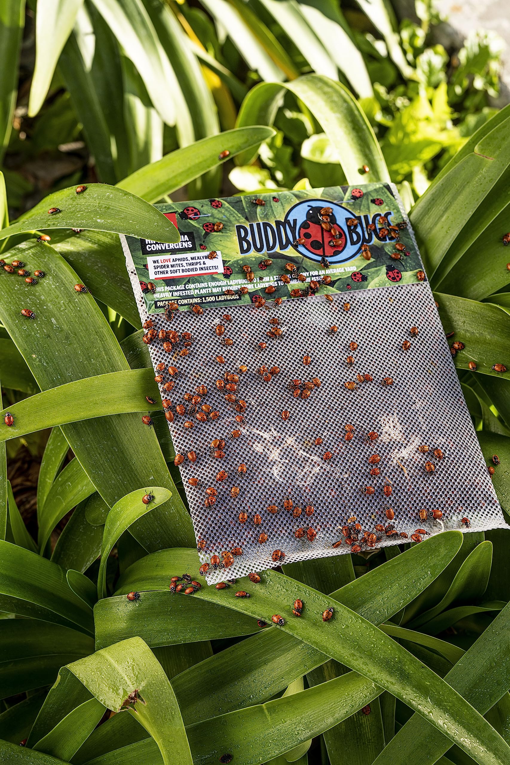 Buddy Bugs 1500 Pre-Fed Live Ladybugs for Aphid Control | Hippodamia Convergens | Guaranteed Live Delivery