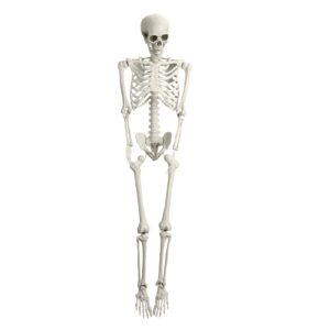 5.4ft full body skeleton prop with movable joints, poseable life size skeleton statue for anatomy scentific study halloween outdoor decoration (white)