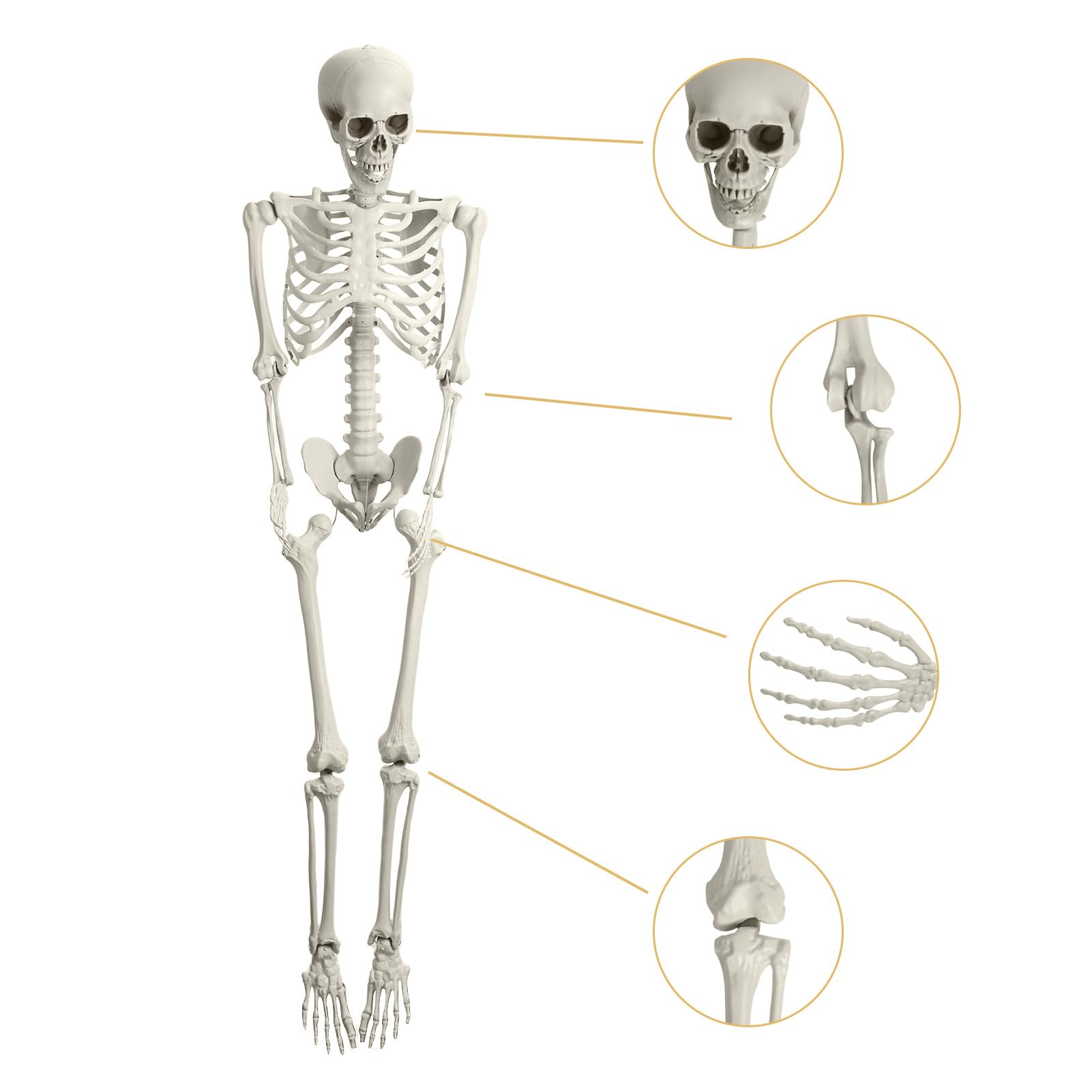 5.4ft Full Body Skeleton Prop with Movable Joints, Poseable Life Size Skeleton Statue for Anatomy Scentific Study Halloween Outdoor Decoration (White)