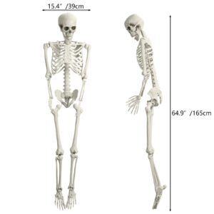 5.4ft Full Body Skeleton Prop with Movable Joints, Poseable Life Size Skeleton Statue for Anatomy Scentific Study Halloween Outdoor Decoration (White)