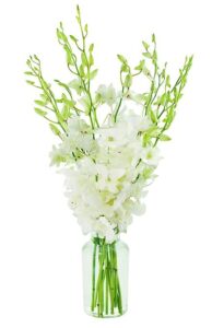 kabloom prime orvernight delivery - serenade of hope bouquet of 10 white orchid with vase.gift for birthday, sympathy, anniversary, get well, thank you, valentine, mother’s day fresh flowers