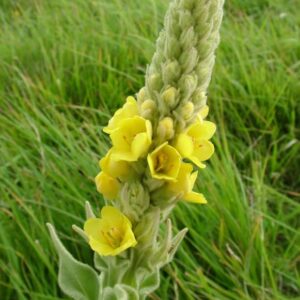 1000 Great Mullein Seeds (Verbascum Thapsus)