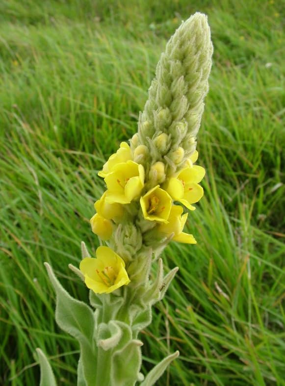 1000 Great Mullein Seeds (Verbascum Thapsus)