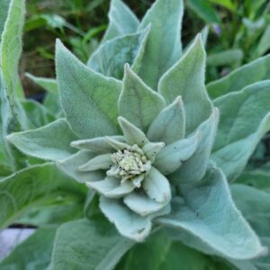 1000 Great Mullein Seeds (Verbascum Thapsus)