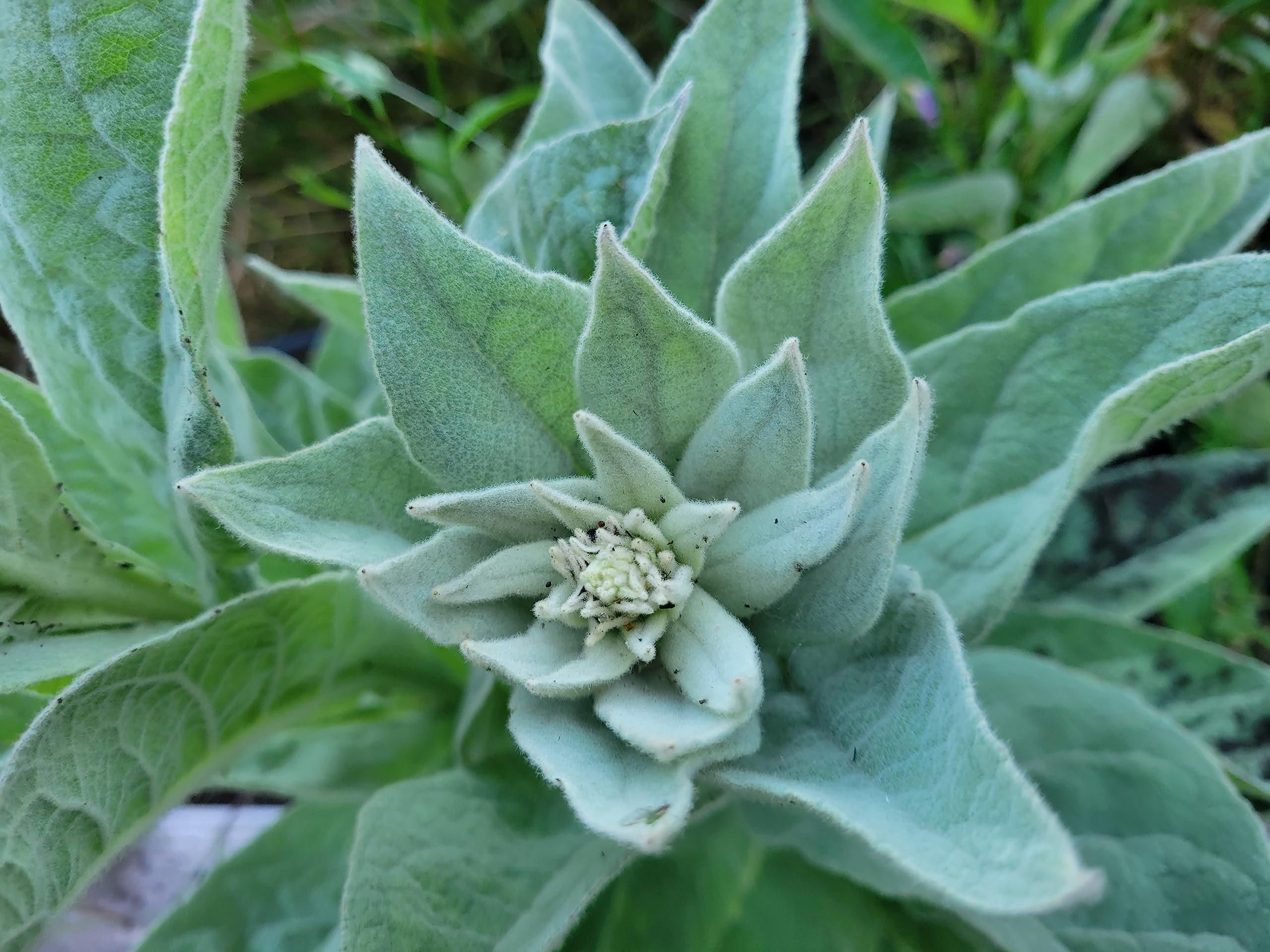 1000 Great Mullein Seeds (Verbascum Thapsus)