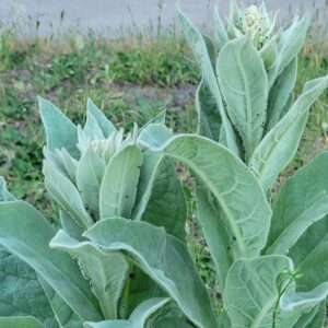 1000 Great Mullein Seeds (Verbascum Thapsus)