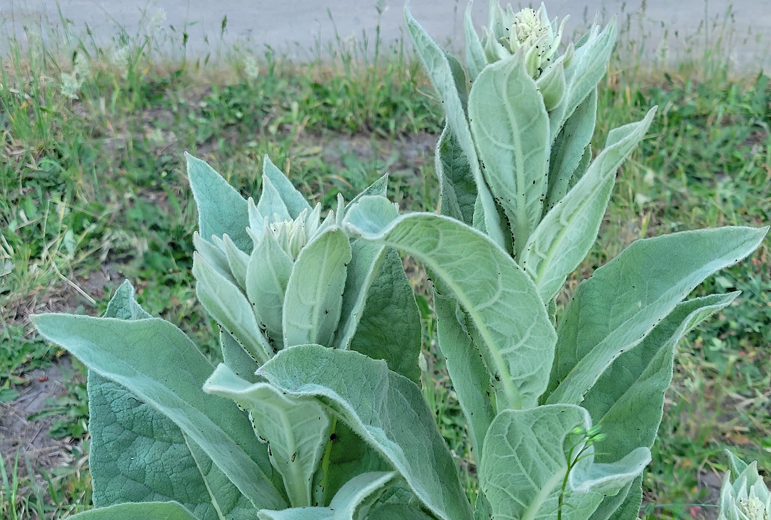 1000 Great Mullein Seeds (Verbascum Thapsus)