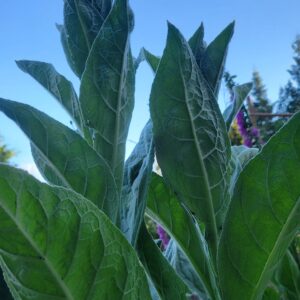 1000 Great Mullein Seeds (Verbascum Thapsus)