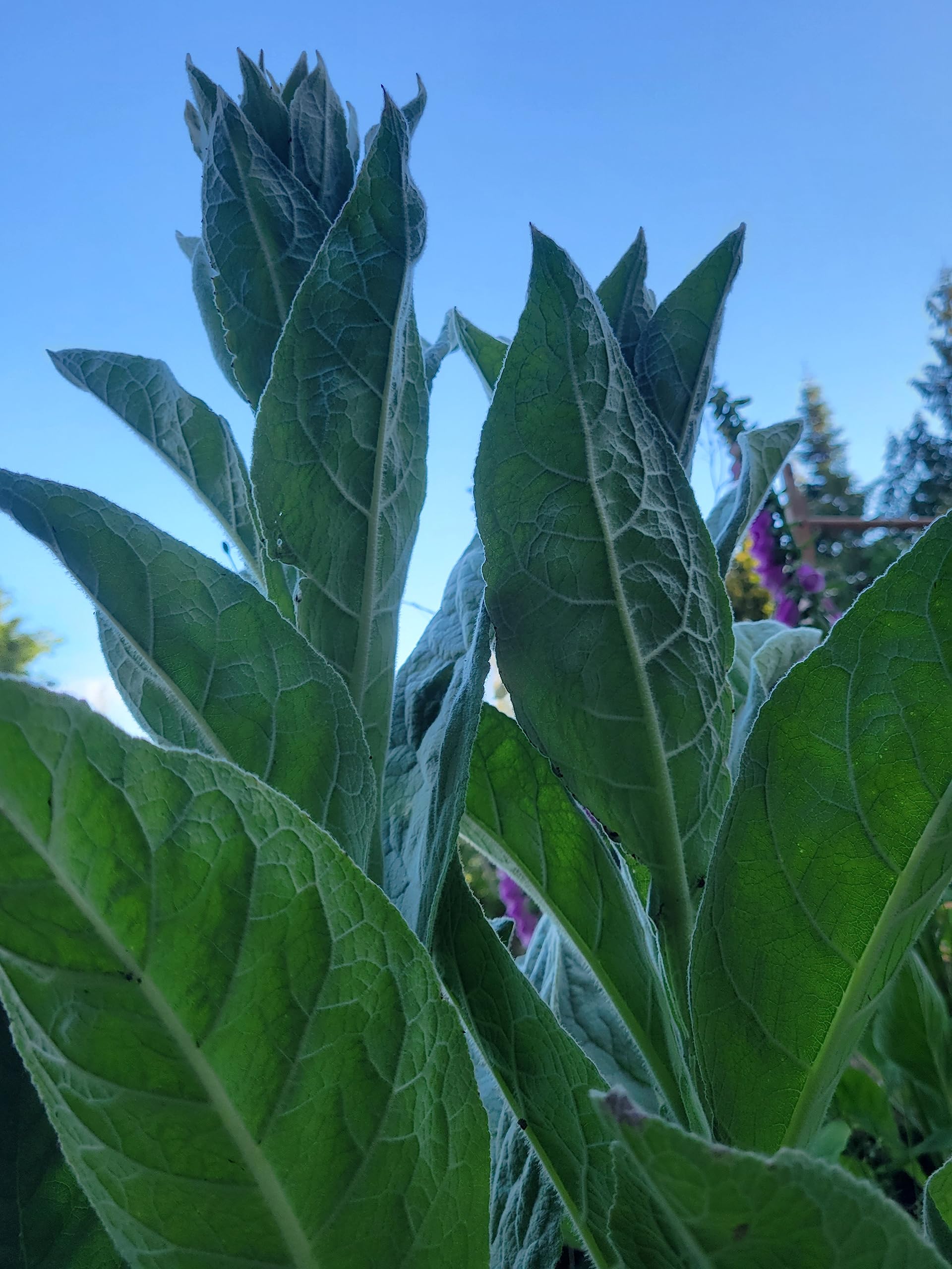 1000 Great Mullein Seeds (Verbascum Thapsus)