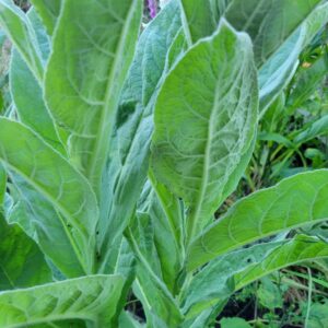 1000 Great Mullein Seeds (Verbascum Thapsus)