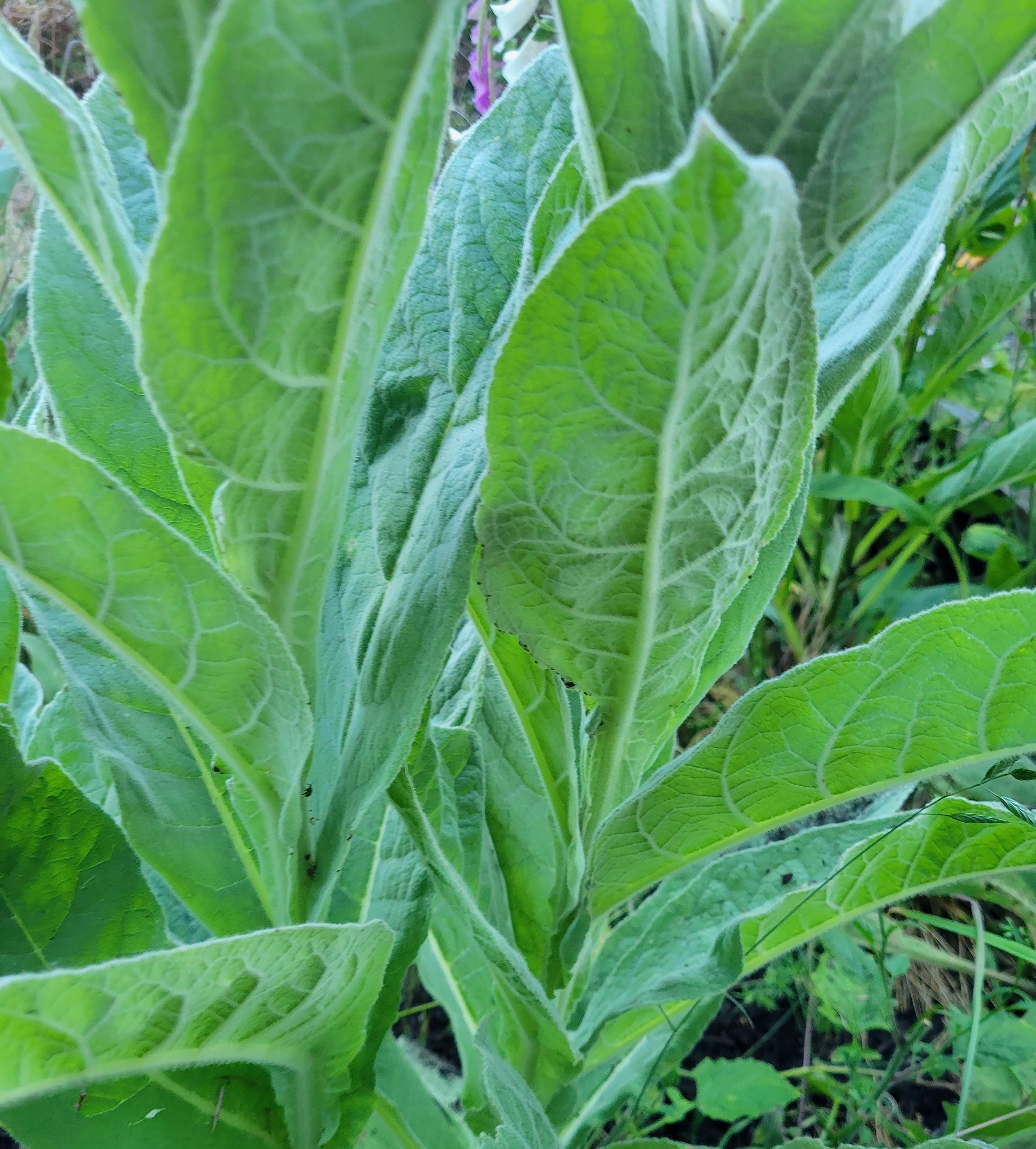 1000 Great Mullein Seeds (Verbascum Thapsus)