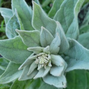 1000 Great Mullein Seeds (Verbascum Thapsus)