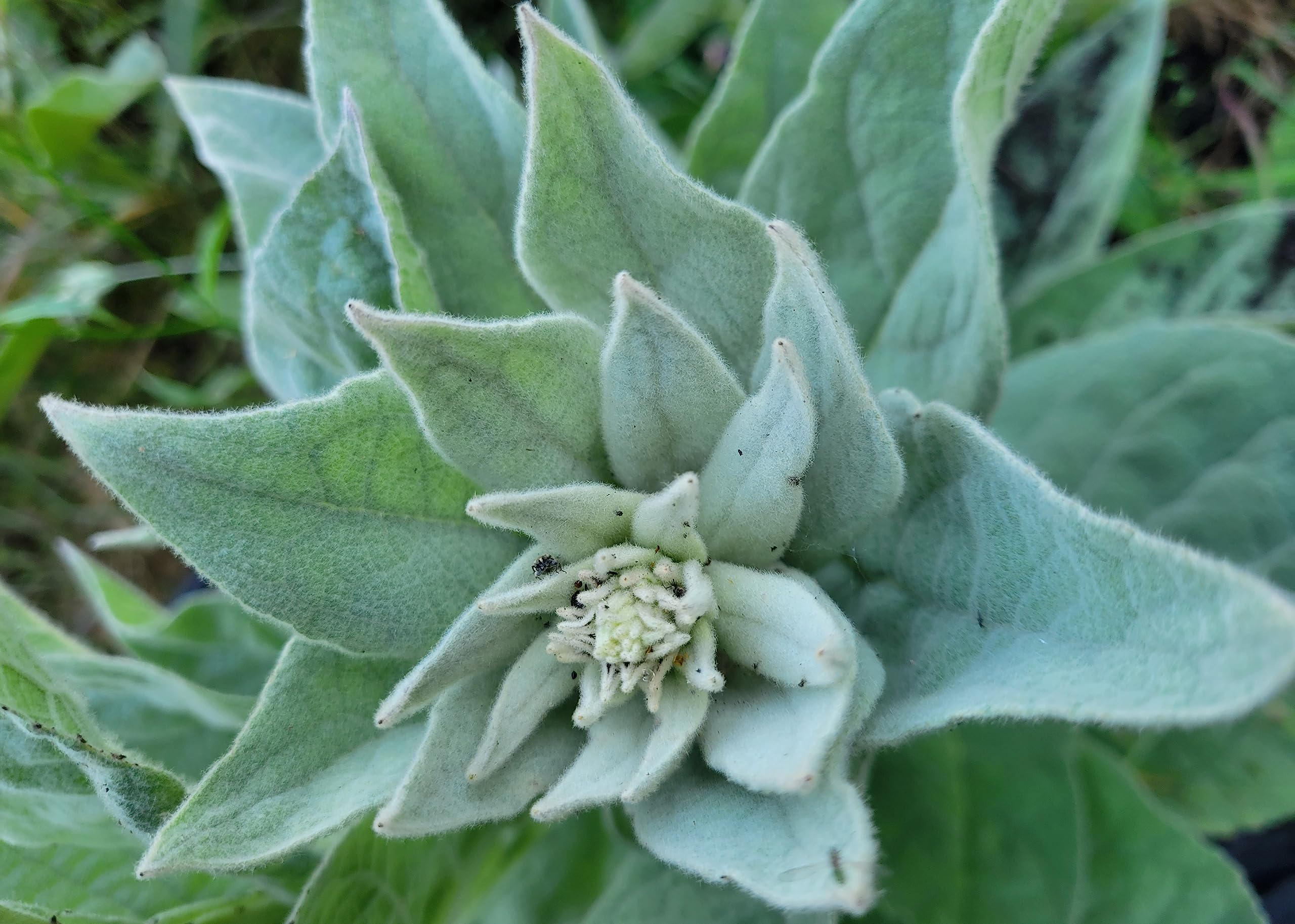 1000 Great Mullein Seeds (Verbascum Thapsus)