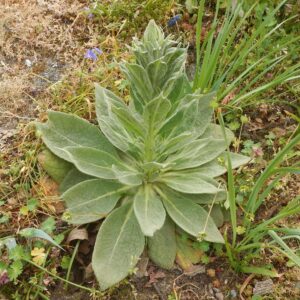 1000 Great Mullein Seeds (Verbascum Thapsus)