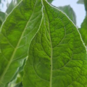 1000 Great Mullein Seeds (Verbascum Thapsus)