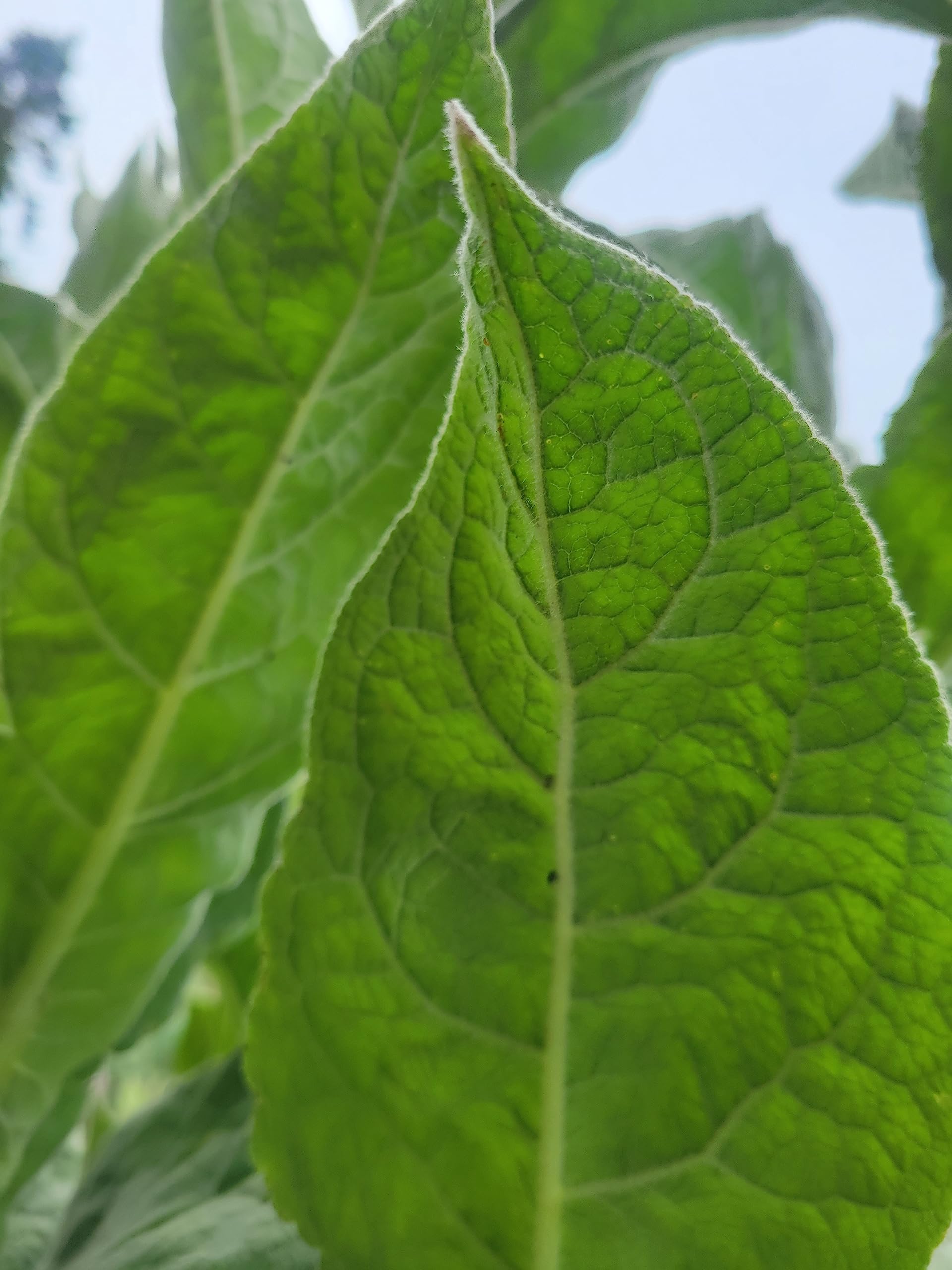 1000 Great Mullein Seeds (Verbascum Thapsus)