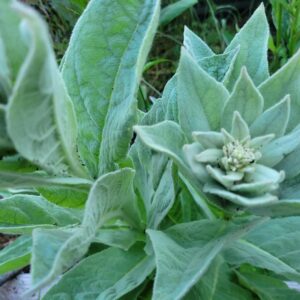 1000 Great Mullein Seeds (Verbascum Thapsus)