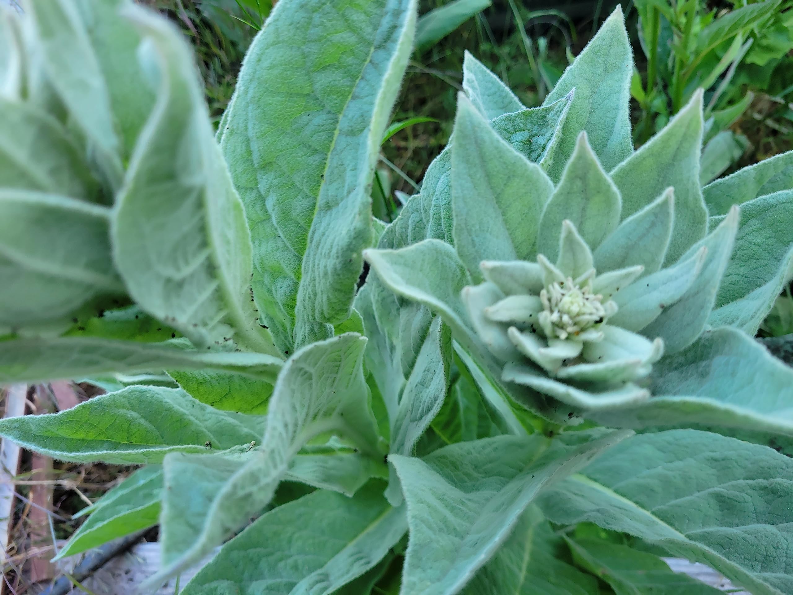 1000 Great Mullein Seeds (Verbascum Thapsus)