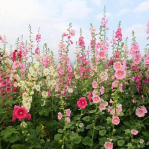 350+ Hollyhock Seeds Carnival Mix Giant Mallow Double Hollyhock Flowers Seed Perennial Outdoor Home Garden Flower