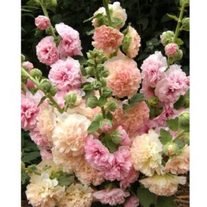 350+ Hollyhock Seeds Carnival Mix Giant Mallow Double Hollyhock Flowers Seed Perennial Outdoor Home Garden Flower