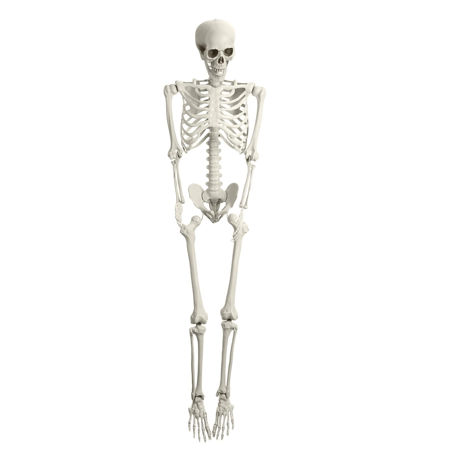 Halloween Life Size Skeleton, 5.4Ft Skeleton Decor Human Full Body Bones Realistic Pose Skeleton Prop with Movable Joints Posable Plastic Skeleton for Indoor Outdoor Party Favors Lawn Décor 170cm