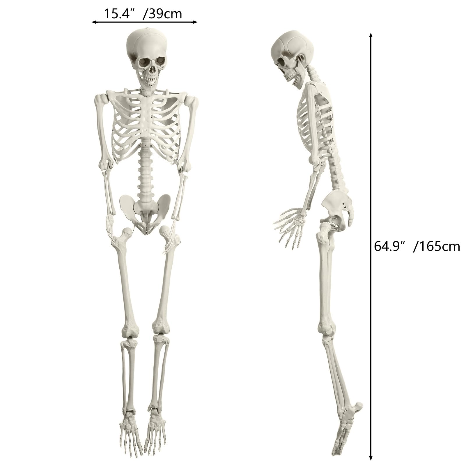 Halloween Life Size Skeleton, 5.4Ft Skeleton Decor Human Full Body Bones Realistic Pose Skeleton Prop with Movable Joints Posable Plastic Skeleton for Indoor Outdoor Party Favors Lawn Décor 170cm
